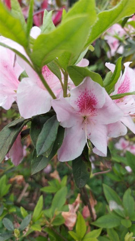 杜鵑花有毒|杜鵑花科